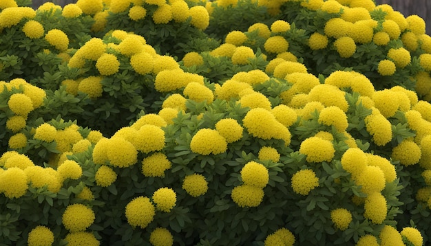 Foto flores amarillas en el jardín