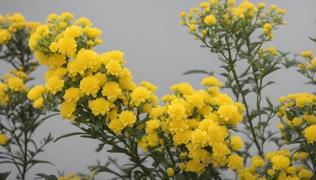 Foto flores amarillas en el jardín