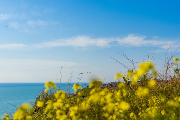 Flores amarillas en la ladera sobre el Mar Negro
