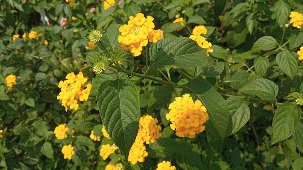 Foto flores amarillas de lantana camara en el jardín