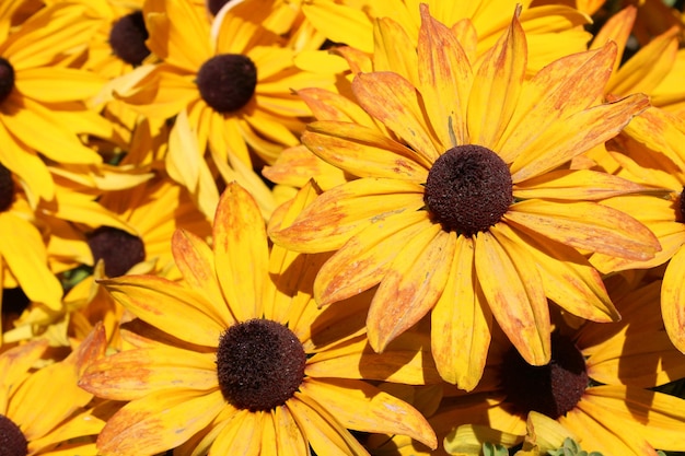 Flores amarillas llamadas Rudbeckia fulgida. Pertenece a la familia Asteraceae.