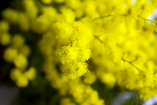 Flores amarillas de la mimosa en ramas de árbol. Enfoque selectivo