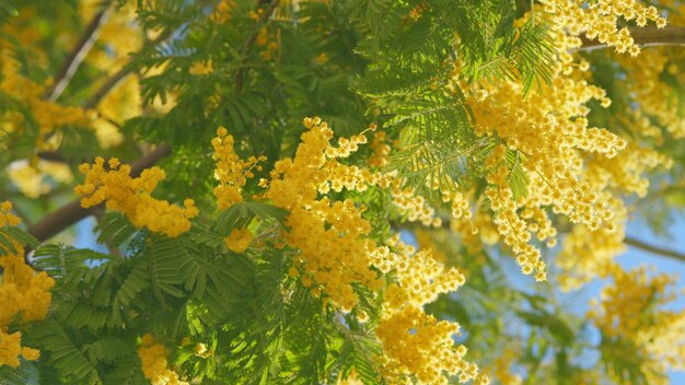 Las flores amarillas de la mimosa son un símbolo del día de la mujer en un soleado día de primavera.