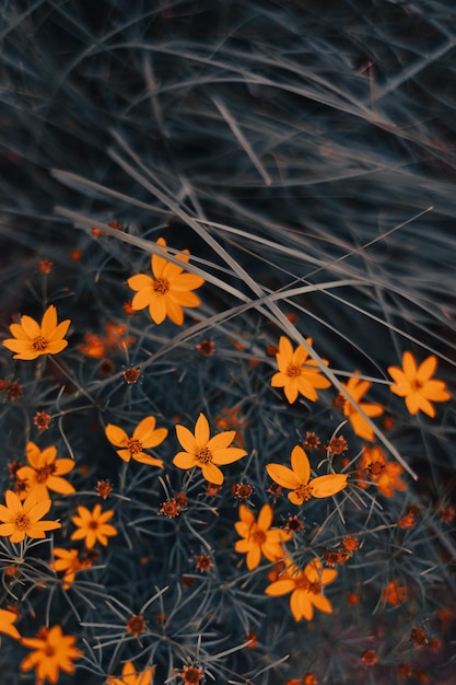 Flores amarillas y naranjas. foto cinematográfica. estilo sepia. Fotos de la naturaleza para el interior.