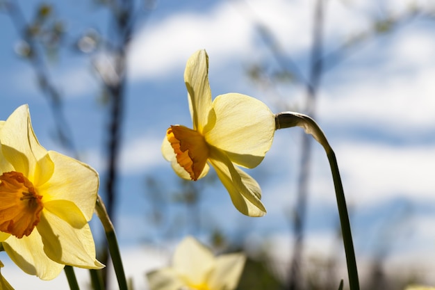 Flores amarillas de narcisos durante la floración.