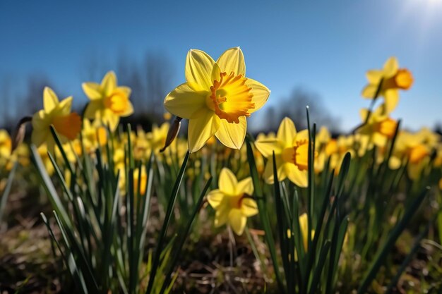 Las flores amarillas de los narcisos en plena flor de primavera