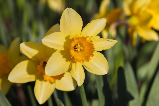 Flores amarillas de narcisos primer plano Belleza en la naturaleza Fondo floral