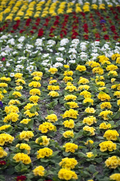 Flores Amarillas Naturales y Románticas en la Naturaleza