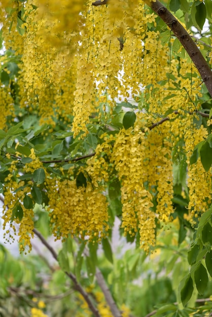 Las flores amarillas ordenadas del árbol de la salchicha