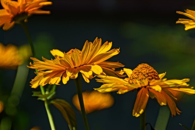 flores amarillas oscuras creciendo en el jardín en el cálido sol de la tarde de verano