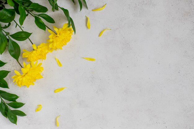 Flores amarillas con pétalos sobre una superficie de hormigón blanco,