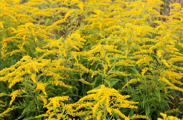 Flores amarillas del prado en un campo en otoño Flores amarillas de tanaceto