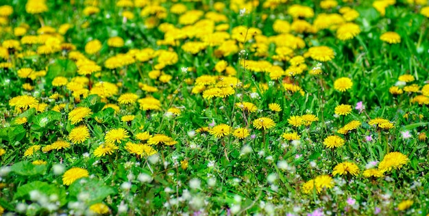 Flores amarillas en un prado