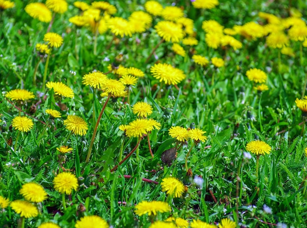 Flores amarillas en un prado