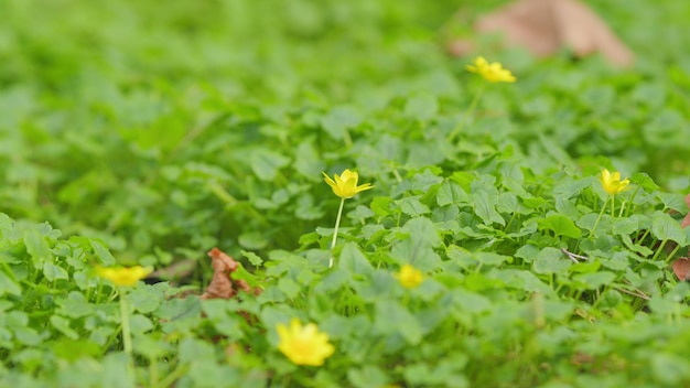 Flores amarillas de primavera Ficaria verna pilewort o Ranunculus ficaria Flores amarilas de primavera