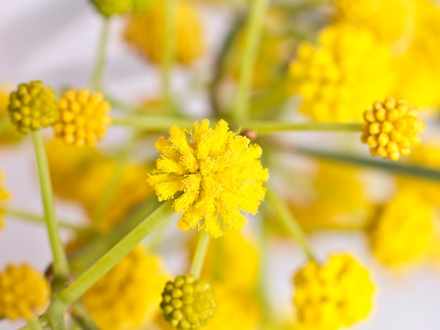 Flores amarillas de primavera de mimosa.