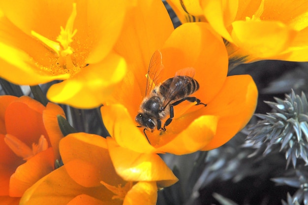 Foto las flores amarillas de primavera son polinizadas por un foco selectivo de abejas crocus biflorus