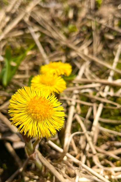 Flores amarillas de primavera