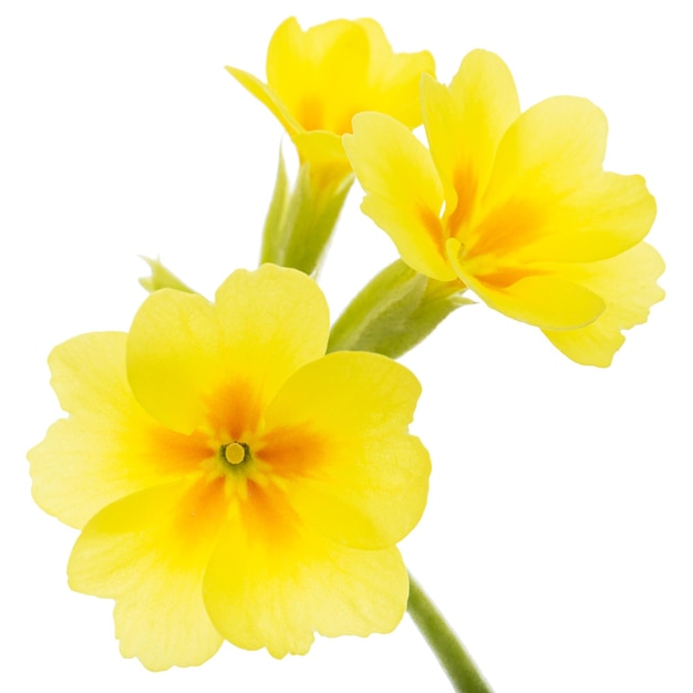 Flores amarillas de primrose aisladas sobre un fondo blanco
