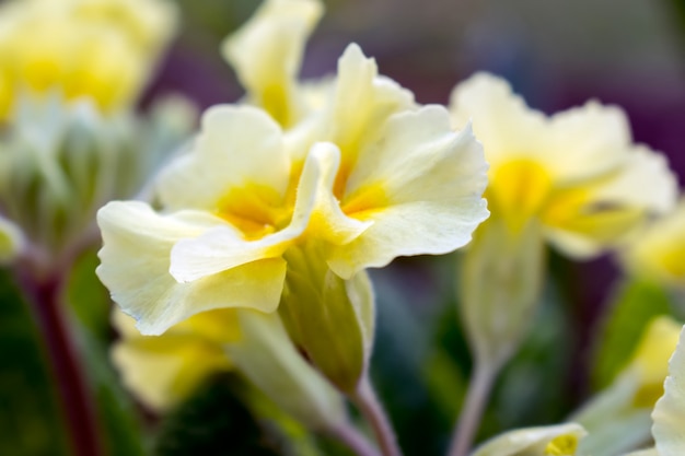 Flores amarillas Primroses (Primula vulgaris)