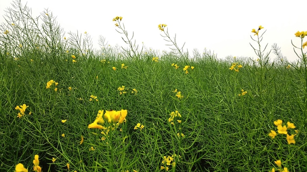 Flores amarillas que crecen en el campo