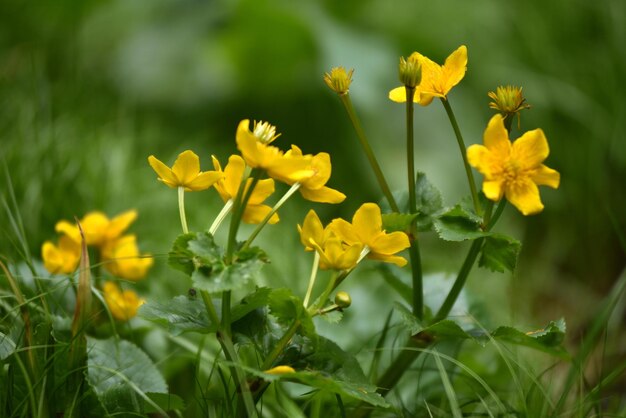 Foto flores amarillas que crecen en la naturaleza