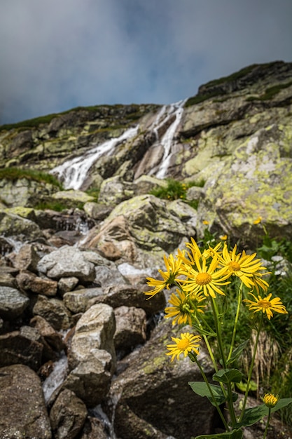 Flores amarillas que crecen desde el suelo delante de una cascada en las montañas Tatra, Eslovaquia