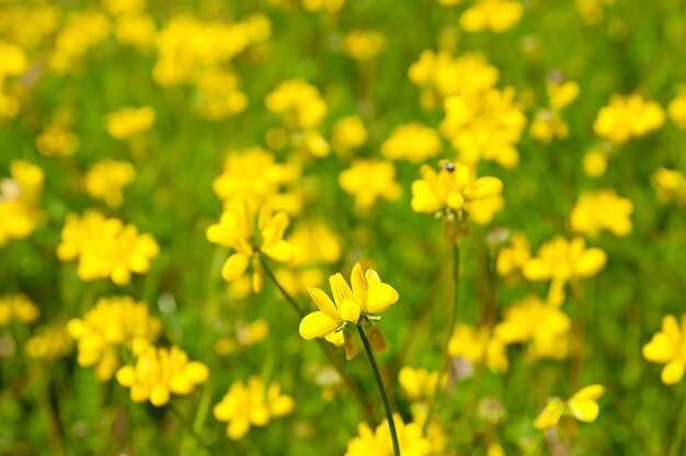 Flores amarillas que florecen en primavera fondo natural