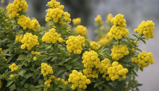 Foto flores amarillas que son parte de una planta