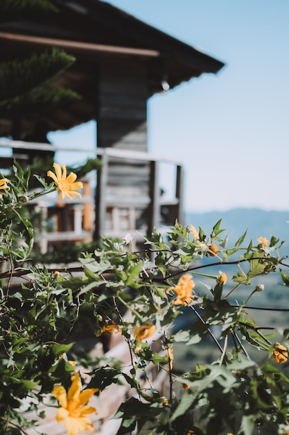 Flores amarillas que tienen el telón de fondo de la casa y las montañas.