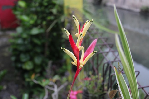 Flores amarillas rojas que florecen en el jardín