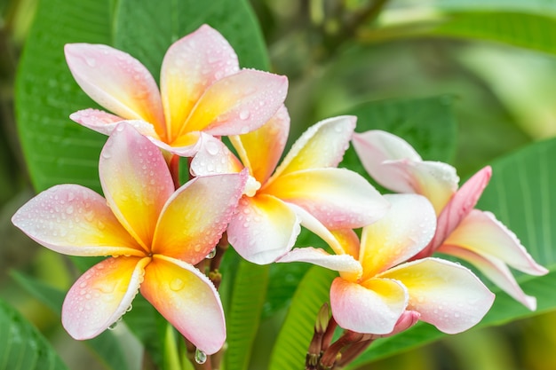 Flores amarillas rosadas del plumeria (frangipani) en el árbol