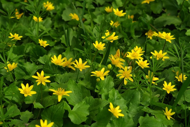 flores amarillas silvestres crecen en el jardín