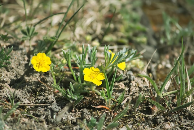 Flores amarillas silvestres a la luz del sol