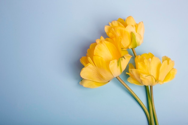 Flores amarillas sobre un fondo azul