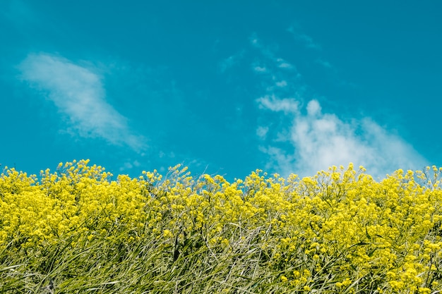 Flores amarillas sobre un fondo de cielo azul