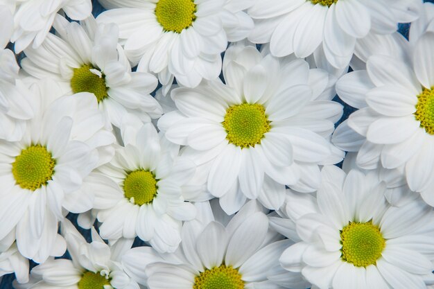 Flores amarillas sobre fondo de madera pintada para texto