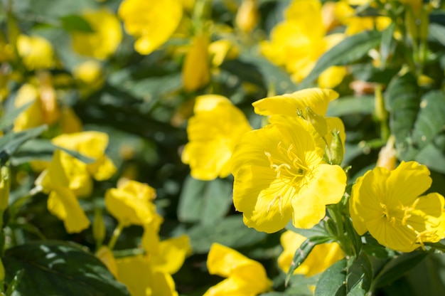 Flores amarillas sobre un fondo de vegetación