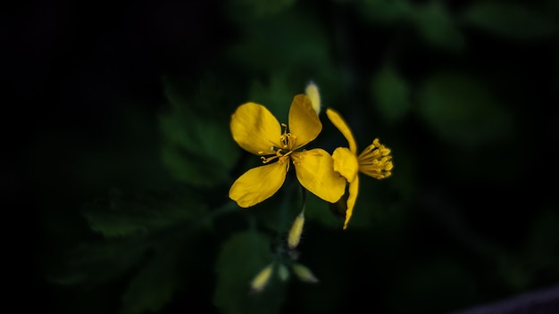 Flores amarillas sobre un fondo verde oscuro