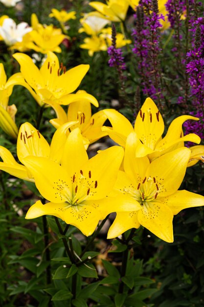 Foto las flores amarillas son grandes capullos en el jardín verano