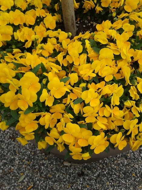 Flores amarillas de Tagetes tenuifolia también conocido como Tangerine Gem