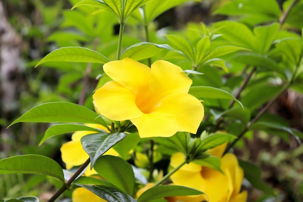 Flores amarillas en el tallo de las plantas tropicales del jardín.