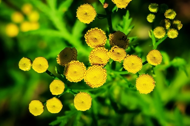 flores amarillas de tanaceto crecen en un jardín de flores concepto de cultivo y recolección de plantas medicinales