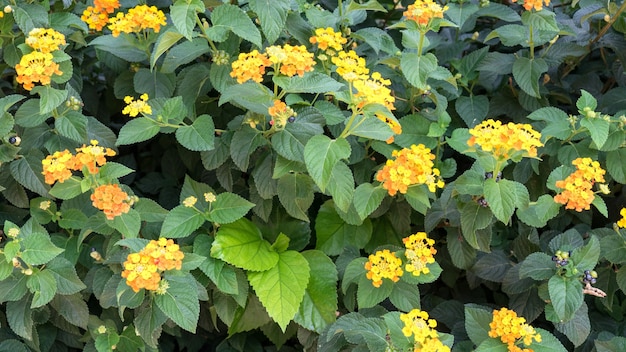 Flores amarillas tropicales Lantana con hojas verdes, Chipre.