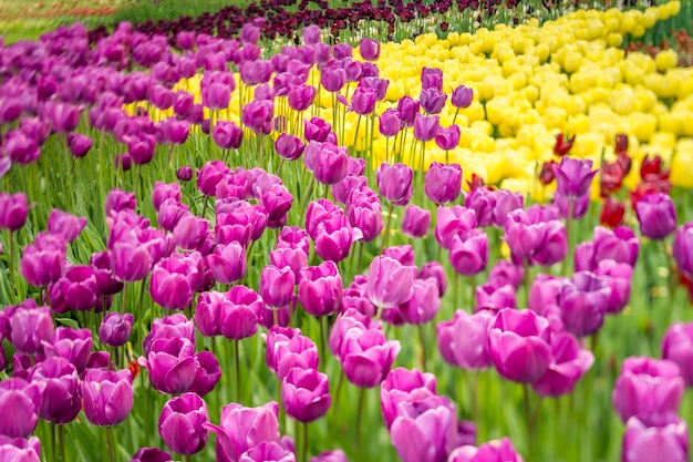 Las flores amarillas del tulipán florecen en la planta estacional del diseño del paisaje