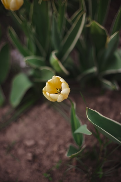 Foto flores amarillas de los tulipanes del primer en el parque