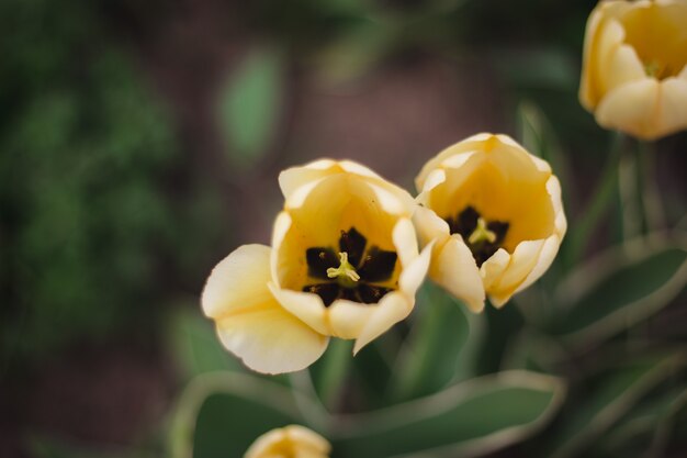 Flores amarillas de los tulipanes del primer en el parque