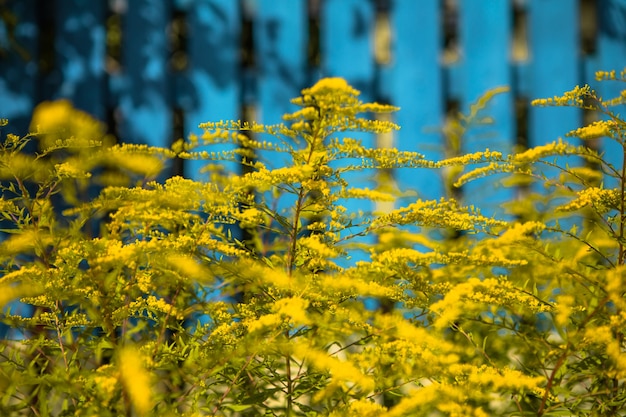 Flores amarillas vara de oro sobre un fondo natural azul