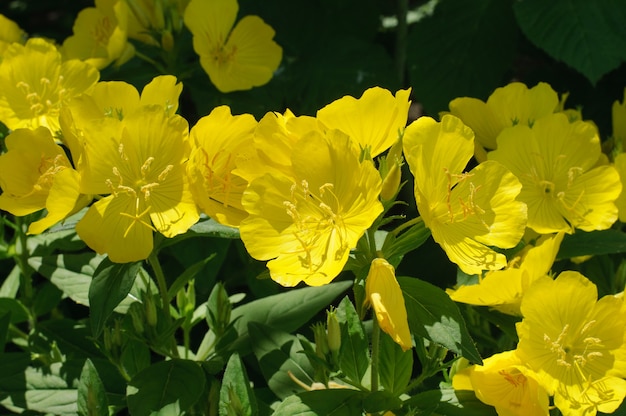 Flores amarillas de verano con hojas verdes.