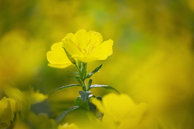 Flores amarillas de verano en un jardín Evening Primrose Oenothera